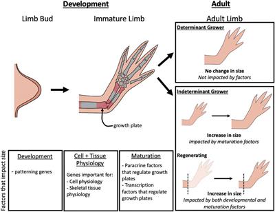 The Regulation of Growth in Developing, Homeostatic, and Regenerating Tetrapod Limbs: A Minireview